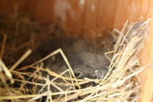 Bluebird fledgling