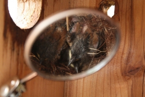 Wren chicks