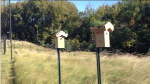 Bluebird House (nesting boxes) with Green Roof 