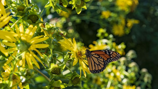 Bug B&B in the Pollinator Garden outside of the National Museum of American History