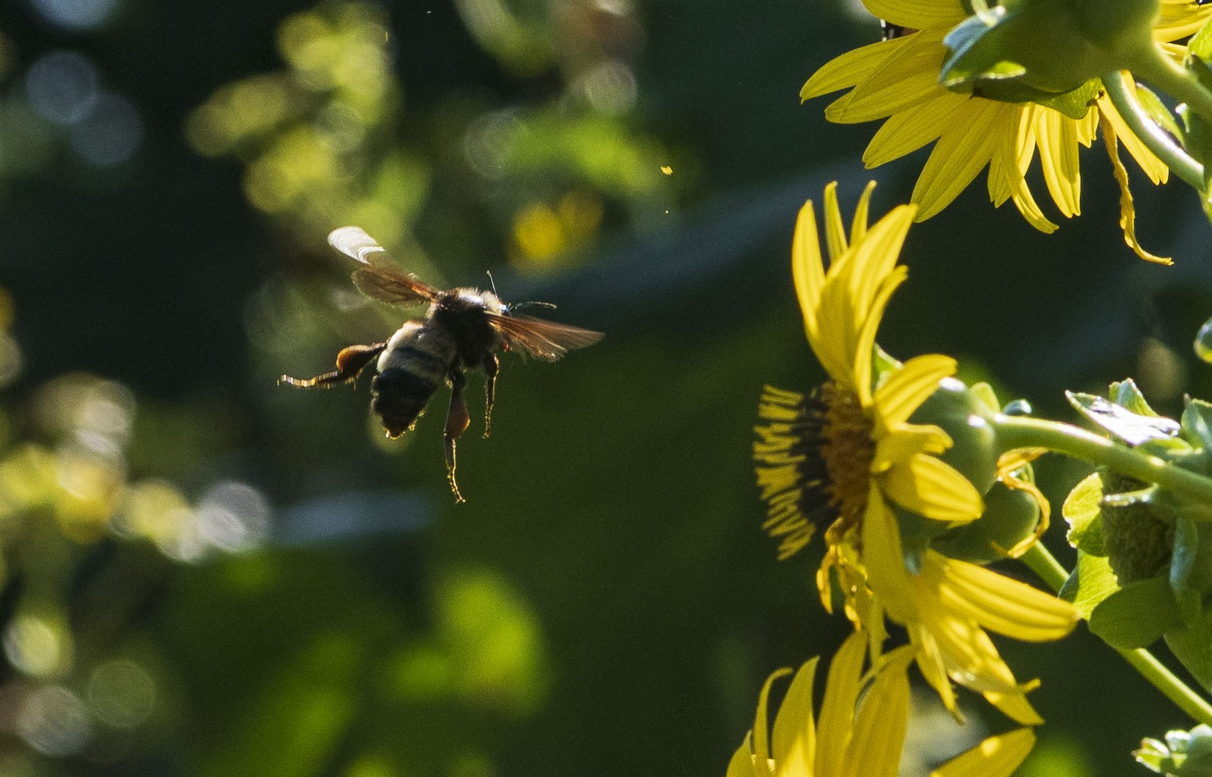 Bug B&B in the Pollinator Garden outside of the National Museum of American History