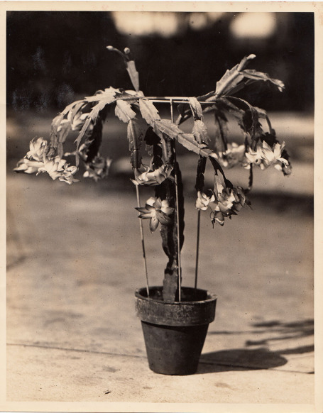 Grandpa Alost developed a way to graft these cactus for commercial propagation & hand made these metal stands, Alost Book by Mama