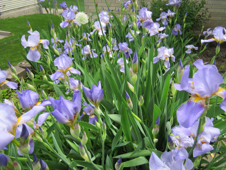 The beautiful “ditch” irises passed down through a family in this Community of Gardens story. The original irises were found on the author’s great-grandparents’ land growing in a swampy area and were transplanted from generation to generation, from garden to garden.