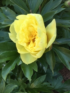 Peony Seed Pods, Ferncliff Gardens is well known for its wo…