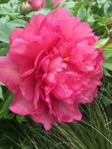 Peonies In The Ripley Garden Smithsonian Gardens