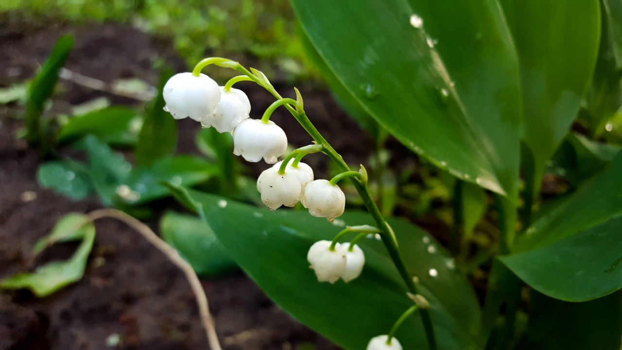 Lily-of-the-valley