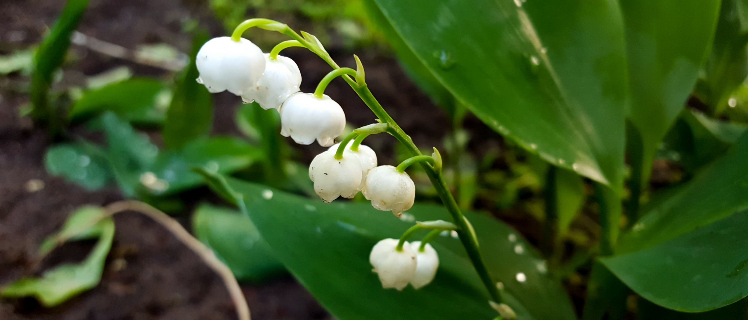 Lily of the Valley: How to Grow and Care with Success