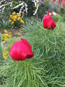 Paeonia tenuifolia