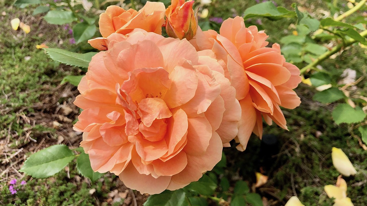 R. ‘At Last’- Floribunda; fully double, continual bloomer; fragrant