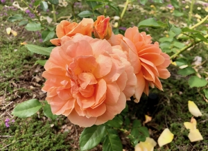 Tips for Growing Healthy Roses - Smithsonian Gardens