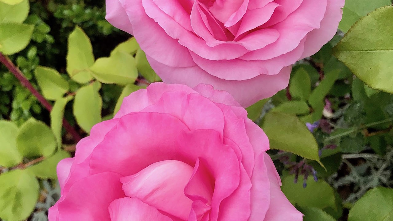 R. ‘Beverly’- Hybrid Tea; fully double, repeat bloomer; exceptionally fragrant