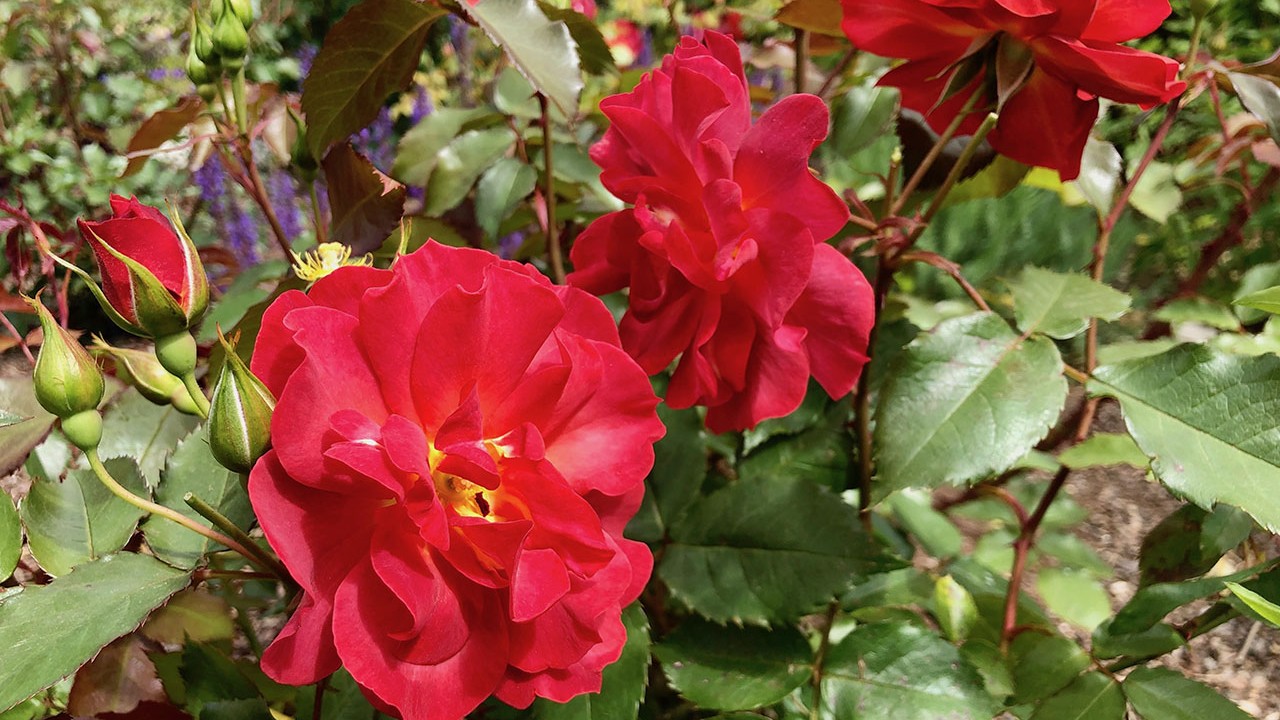 R. ‘Cinco de Mayo’- Floribunda; clustered, double, continual bloomer; lightly fragrant