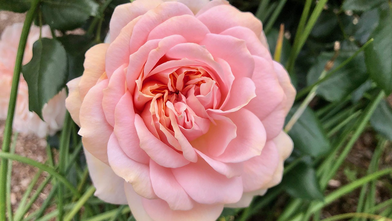 R. ‘Cream Veranda’- Double, repeat bloomer; moderately fragrant