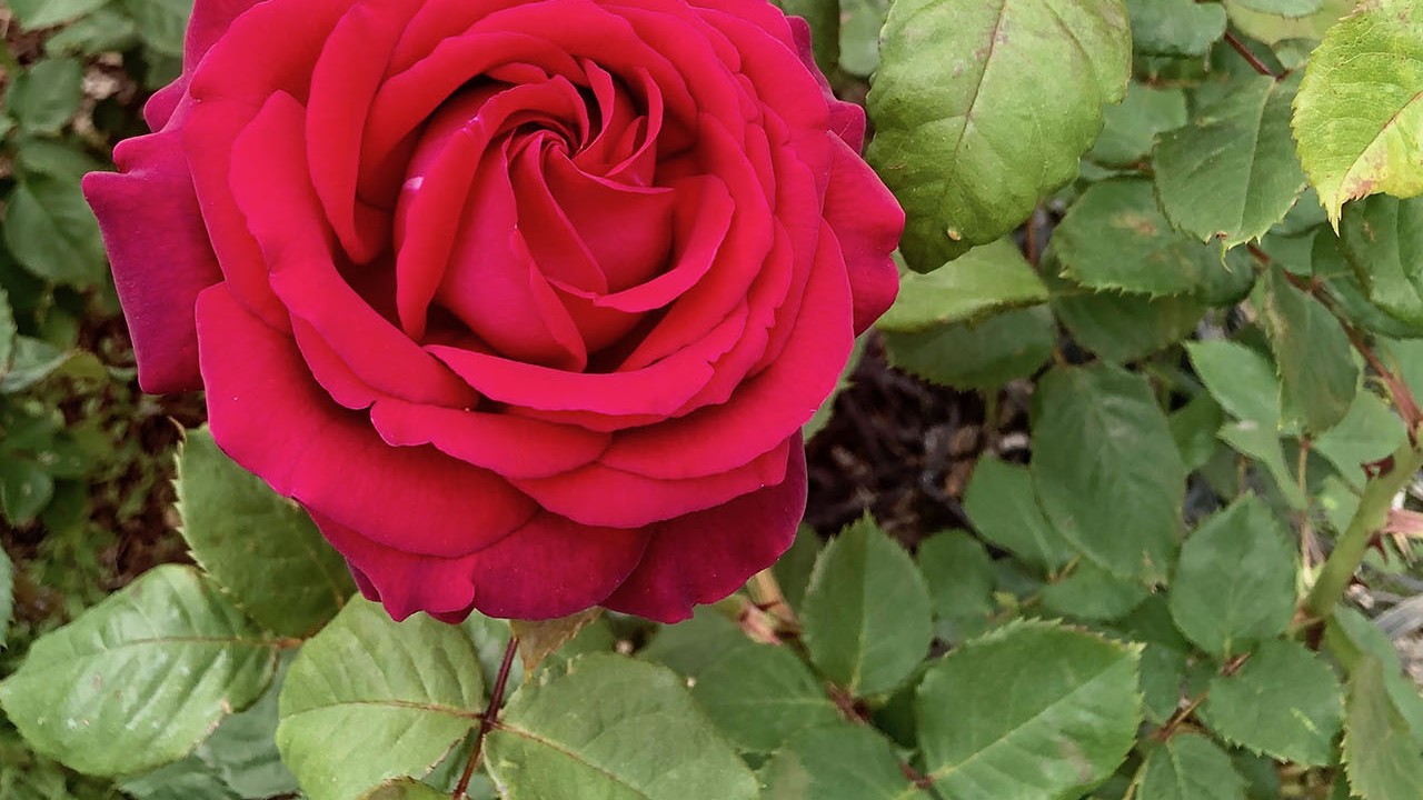 R. ‘Dark Desire’- Hybrid Tea; double, continual bloomer, very fragrant