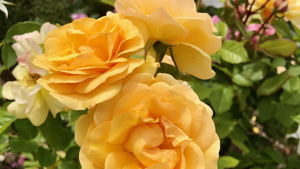 R. ‘Julia Child’- Floribunda; double, continual bloomer; lightly fragrant