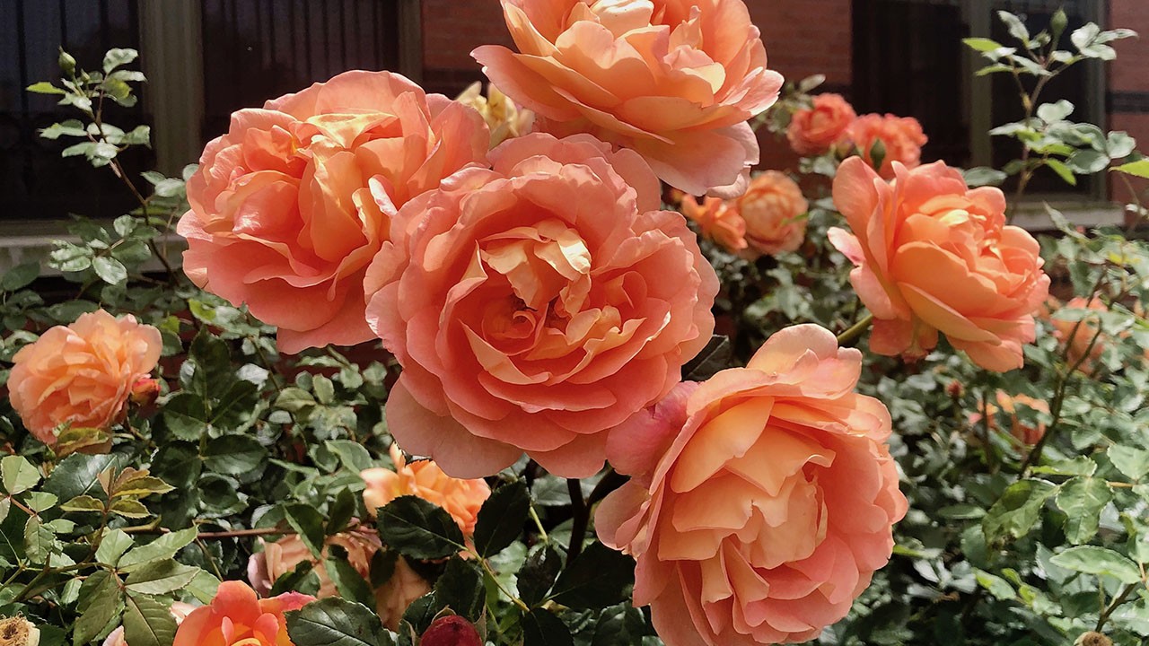 R. Lady of Shalott’- David Austin Rose shrub; cupped, repeat bloomer; very fragrant