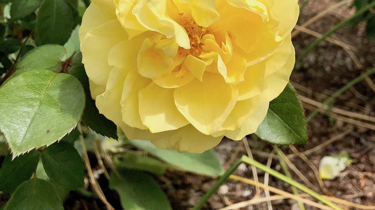 R. ‘Lone Star’- Floribunda; clustered, double, cupped, repeat bloomer; fragrant