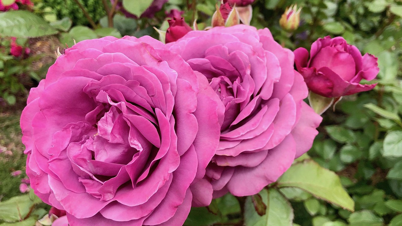 R. ‘Plum Perfect’- Floribunda; fully double, continual bloomer; lightly fragrant