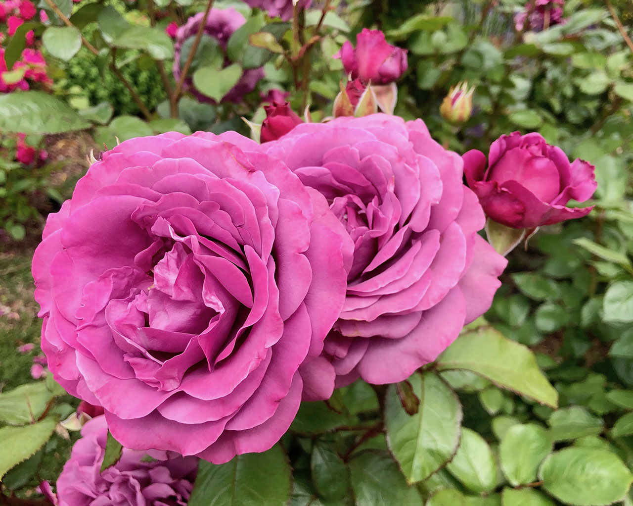 This rose has been dead for months, but it's growing new leaves? How can I  help it continue growing? : r/gardening