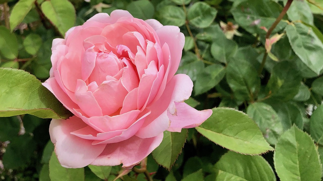 R. ‘The Alnwick Rose’- Shrub; cupped, double, continual bloomer; moderately fragrant