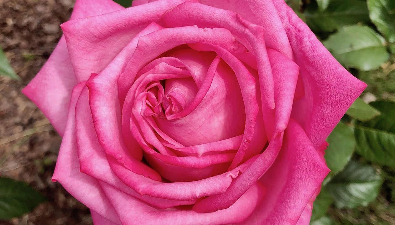 R. ‘Wedding Bells’- Hybrid Tea; fully double, continual bloomer; moderate fragrant