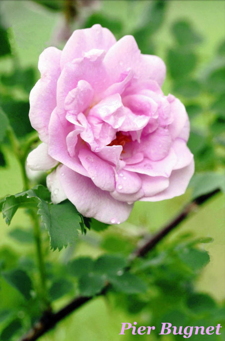 The ‘Pier Bugnet’ rose is particularly suited to growing in the cold northern climate of Fairbanks, Alaska. When the rose was in danger of being lost, the Fairbanks Garden Club banded together to save this beautiful flower for their town.