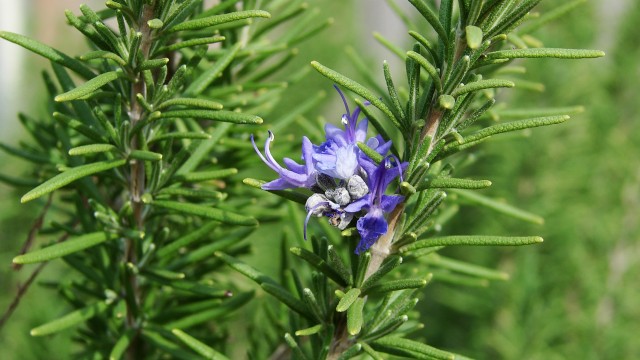 Rosemary