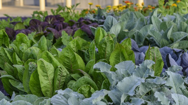 SG Greenhouse Nursery Operations