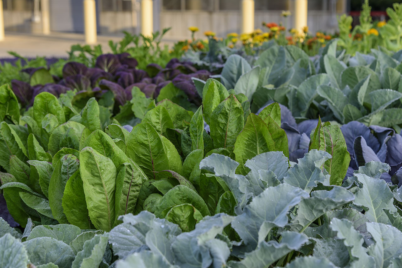 Growing Vegetables in Containers  University of Maryland Extension