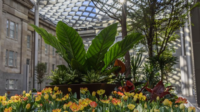 Robert and Arlene Kogod Courtyard