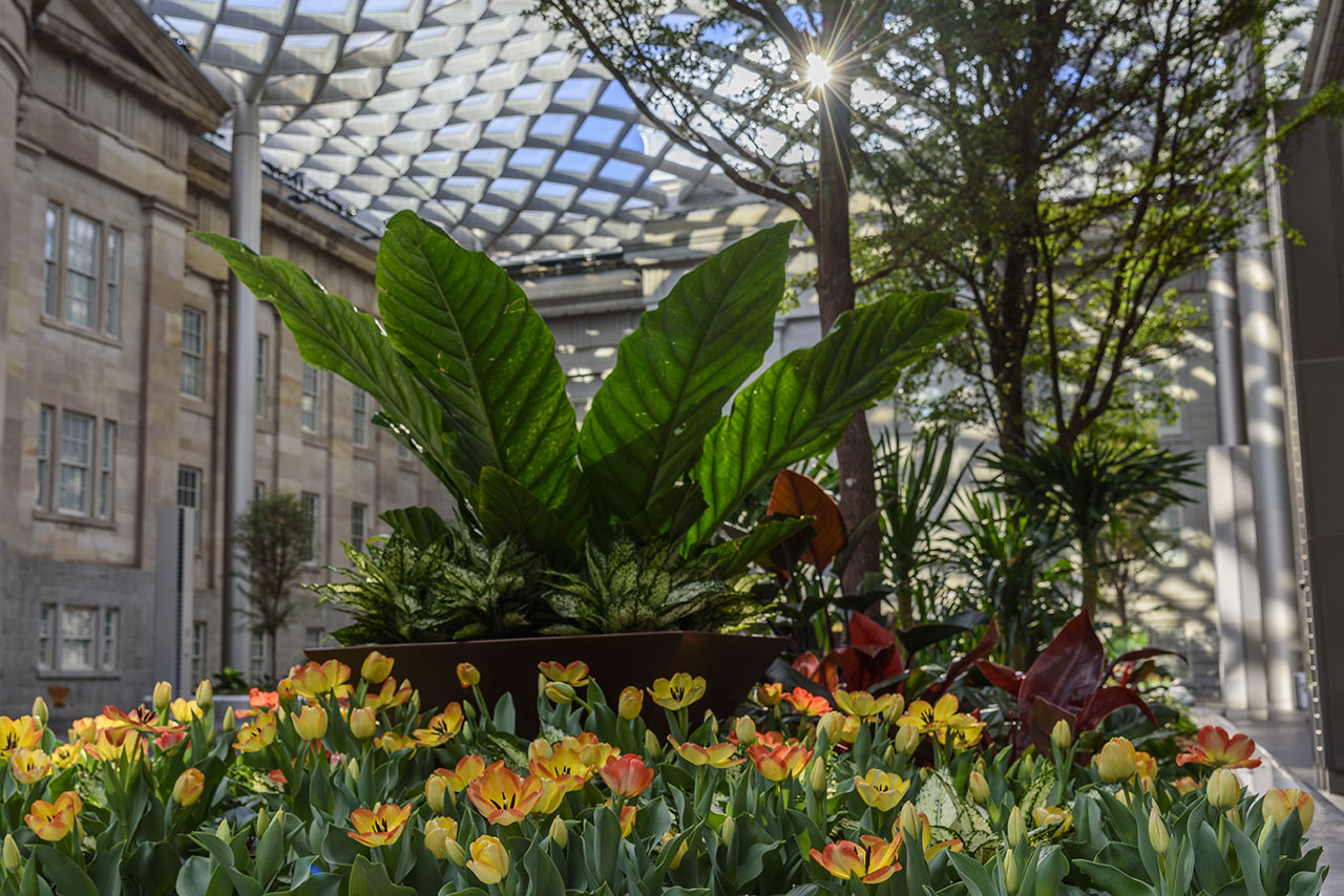 Robert and Arlene Kogod Courtyard