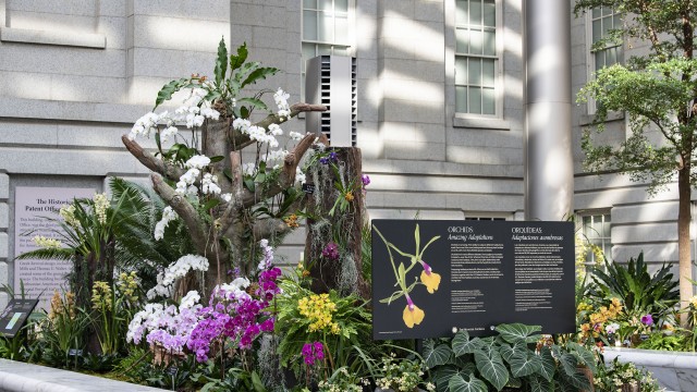 Orchid Exhibition; Amazing Adaptations