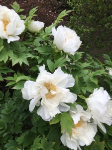 Tree-peony-Godaishu