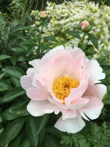 peony-Chiffon-Clouds