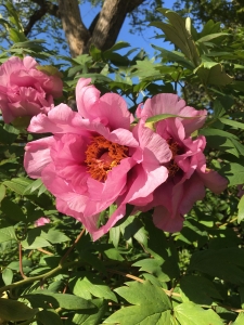 tree-peony-Anna-Marie