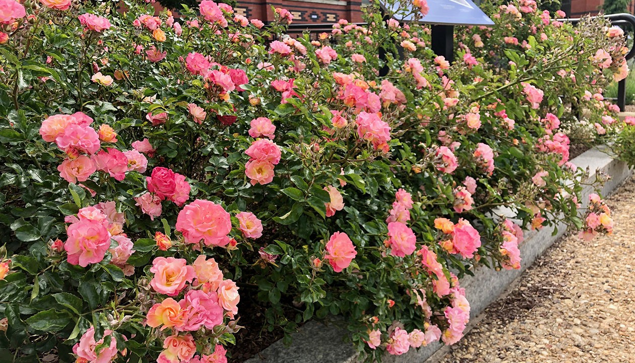 R. ‘Peach Drift’- Drift rose; clustered, cupped, double, continual bloomer; no fragrance