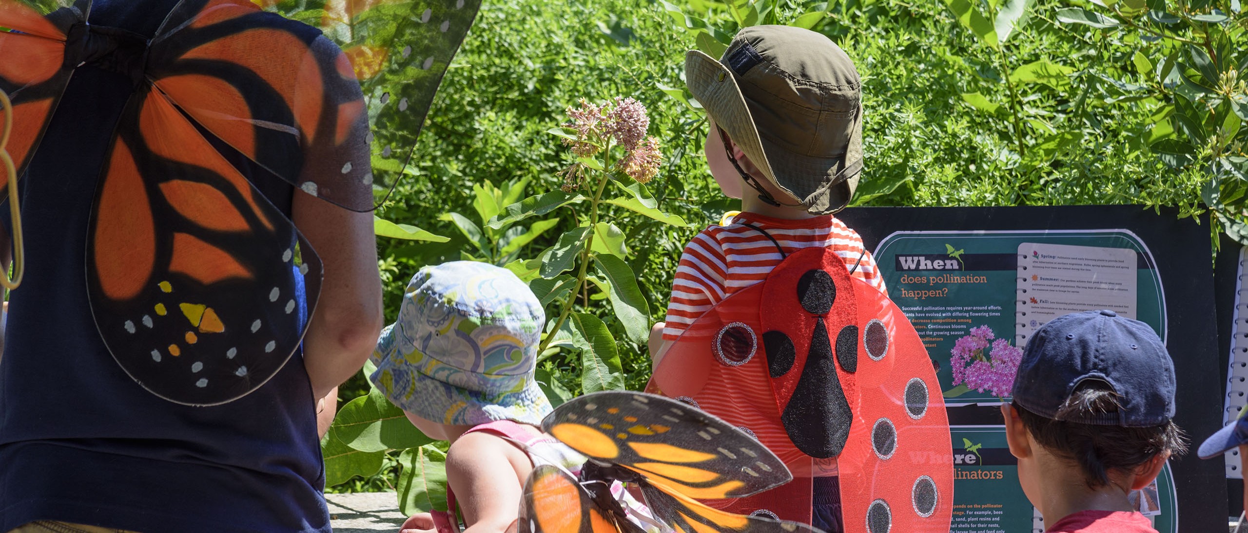 Pollinator Garden at the National Museum of Natural History