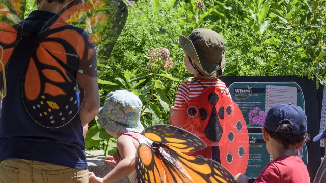 Pollinator Garden at the National Museum of Natural History