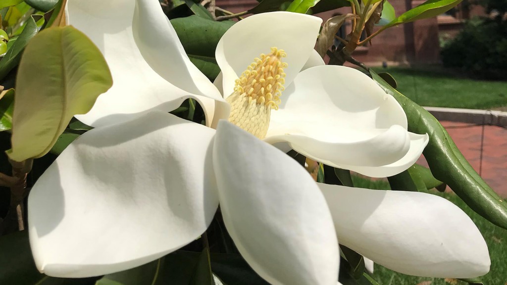 A Southern Magnolia