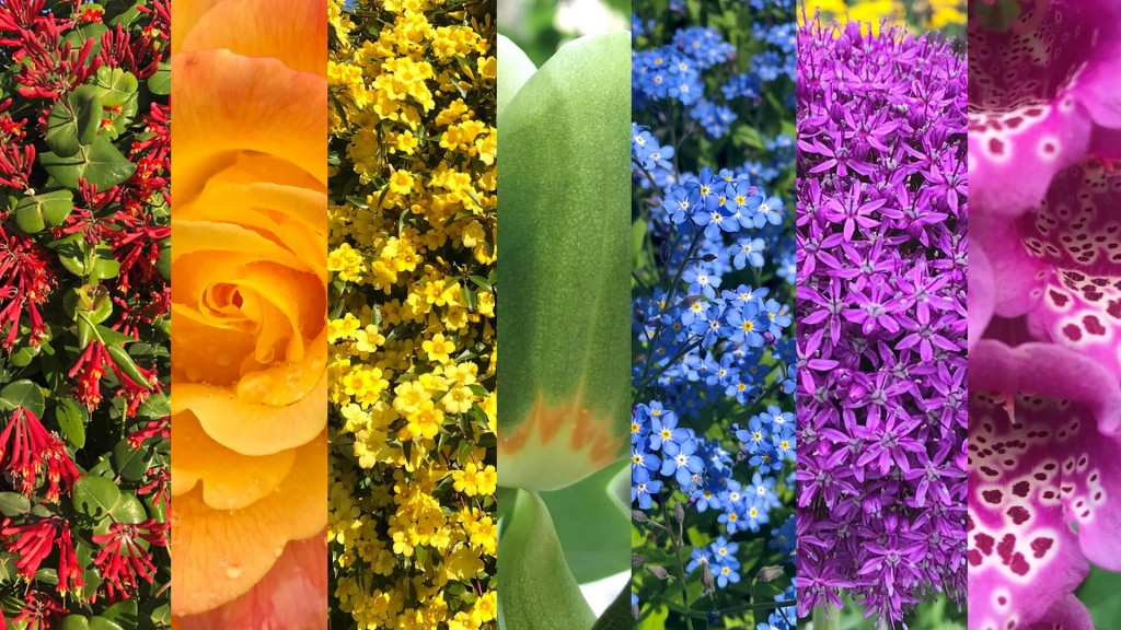 A Rainbow of Flowers