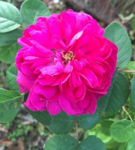 Tips for Growing Healthy Roses - Smithsonian Gardens