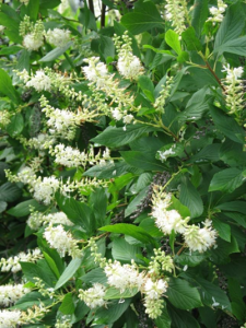 Clethera Alnifolia