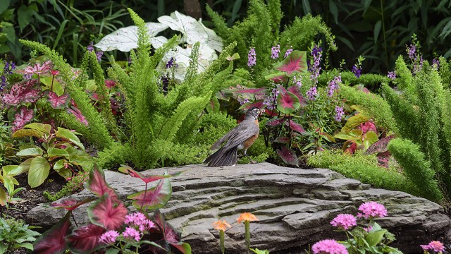 Bird in Pollinator Garden