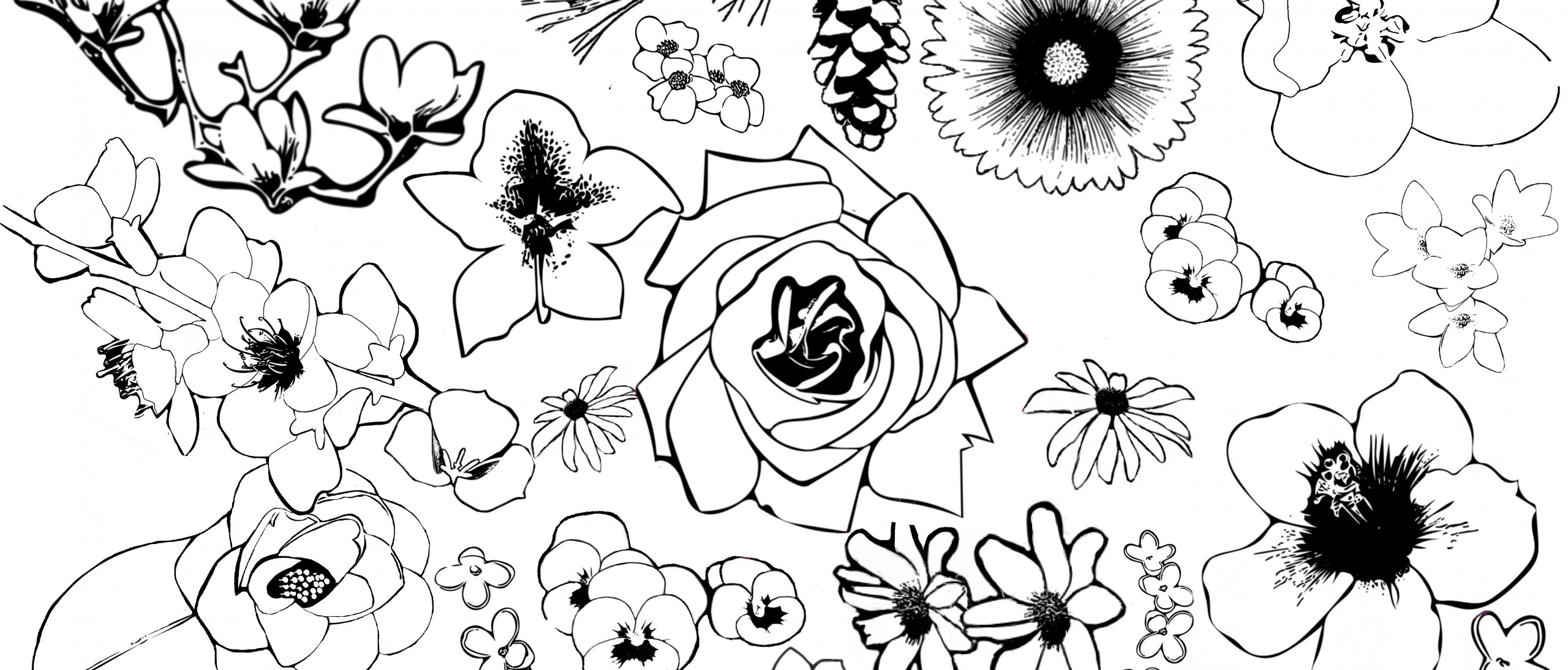 Coloring Pages for State Flowers