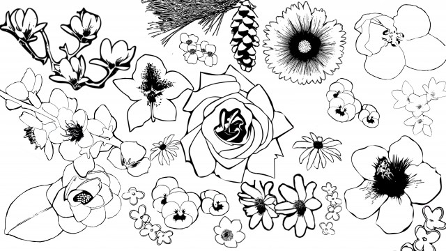 Coloring Pages for State Flowers