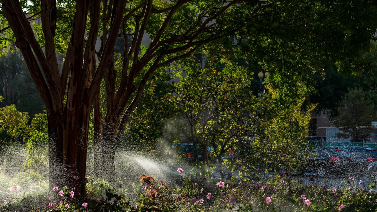 Tree Collection and sprinklers