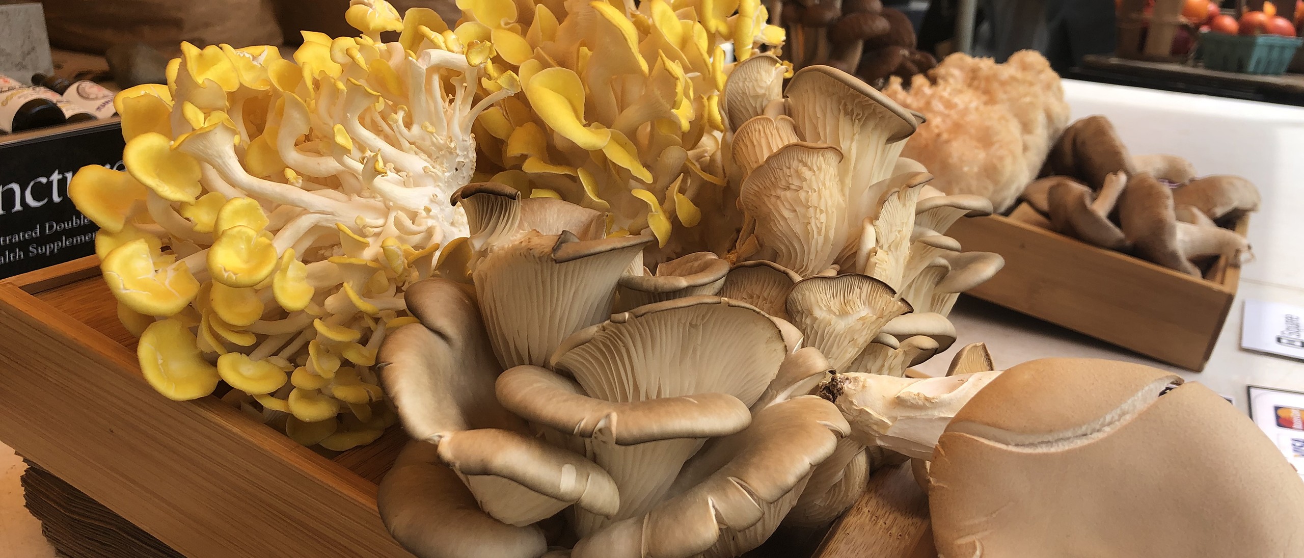 Assortment of mushrooms