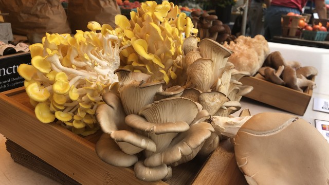 Assortment of mushrooms