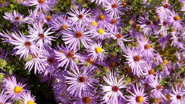 Colorful asters in the Urban Bird Habitat