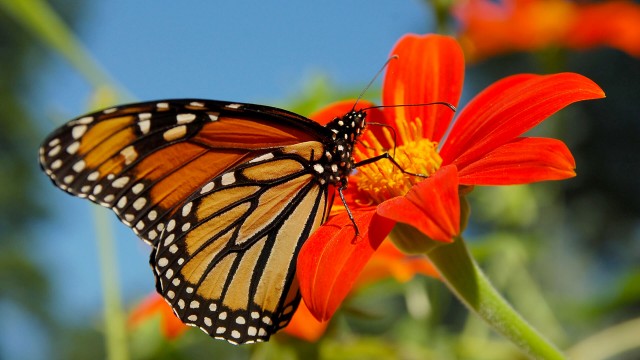 Migrating monarch butterfly stops for nectar at Smithsonian Gardens